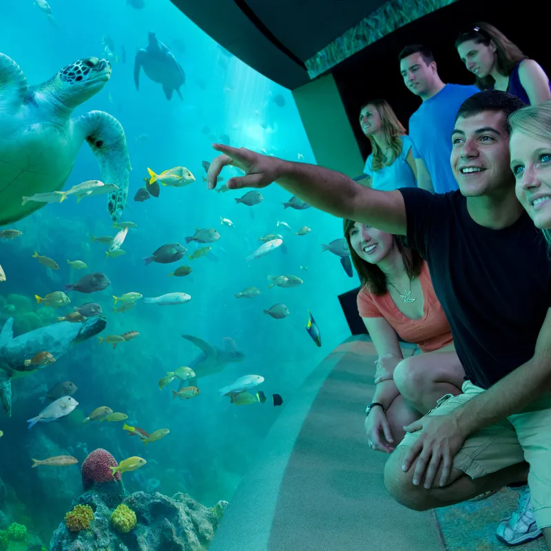 SeaWorld Local Attraction SeaWorld Local Attraction